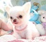 Chihuahuas de pelo largo Para Venta CKC empapelada - Foto 1