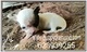 Chihuahuas exclusivos puppydiamond - Foto 3