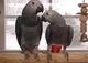 Encantadores loros grises africanos para la venta el.. - Foto 1