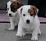 Erritos encantadores de jack russell terrier en vent