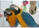 Guacamayo , loros yaco de cola roja