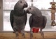 Hembras y macho loros grises africanos.?