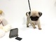 Imprassionatess cachorros carlino pug