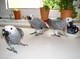 Precioso par de loros grises africanos - Foto 1