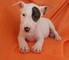 Regalo adorables bull terrier cachorros