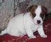 Regalo adorables jack russel para adopcion