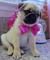 Regalo adorables pug carlino para adopcion