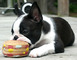 Regalo adorales boston terrier cachorros - Foto 1