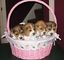 Regalo imprasionates cachorros beagle