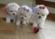 Regalo lindo bichon maltes toy cachorros