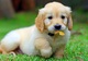 Regalo Magnifico Cachorros Golden Retriever para su adopcion - Foto 1