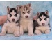 Regalo magnificos husky siberiano cachorros