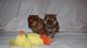 Regalo Pomerania toy en adopcion disponibles - Foto 1