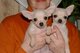 Regalo preciose mini toy chihuahua cachorros