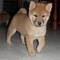 Registrados Shiba Inu cachorros listos para s - Foto 1