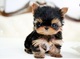 Yorkshire terrier mini toy con pedigree macho y hembra