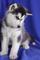 Azules adorables cachorros Husky Siberiano - Foto 1