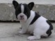 Bulldog Frances en adopcion - Foto 1