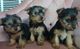 Cachorros de yorkshire terrier mini
