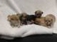 Chihuahua Puppies para adopcion - Foto 1