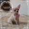 Chihuahuas miniatura puppydiamond - Foto 3