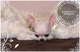Chihuahuas miniatura puppydiamond - Foto 6