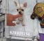 Chihuahuas miniatura puppydiamond - Foto 9