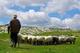 Cuidador de ovejas - Foto 1
