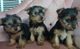 Excelentes cachorros de yorkshire mini