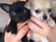 Hermosos cachorros chihuahua párrafo adopcion - Foto 1