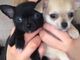 Hermosos cachorros chihuahua párrafo adopcion
