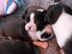 Impresionante blanco y negro boston cachorros párrafo adopcion