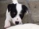 Jack Russell cachorros párrafo adopcion - Foto 1
