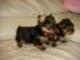 Regalo cachorros de yorkshire terrier - Foto 1