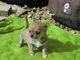 Regalo Encantador Chihuahua cachorros - Foto 1