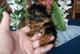 Regalo hembra de yorkshire terrier pequeño tamaño