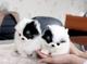 Regalo lindo cachorros pomeranian mini toy, macho y hembra - Foto 1