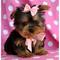 Regalo machito superminiatura de yorkshire terrier