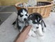 Regalo magnificos husky siberiano cachorros - Foto 1