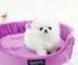 Regalo minio toy pomeranian cachorros macho y hembra