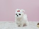 1Regalo lindo bichon maltes toy cachorros - Foto 1