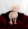 1regalo lindo gatos sphynx preciose bebe