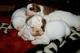 2 inglés bulldog cachorros gratis para navidad en paraguarí