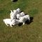 5 cachorros de west highland terrier hermosa