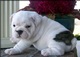 Adorable cachorros bulldog ingles para