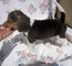 Beagle Cachorros Venta Girls And Boys - Foto 1