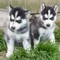 Cachorro de husky siberiano previstos