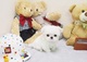 Cachorros de miniatura bichon maltes