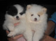 Cachorros Pomerania Para La Venta Girls And Boys - Foto 1