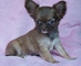 Chihuahua cachorros venta girls and boys